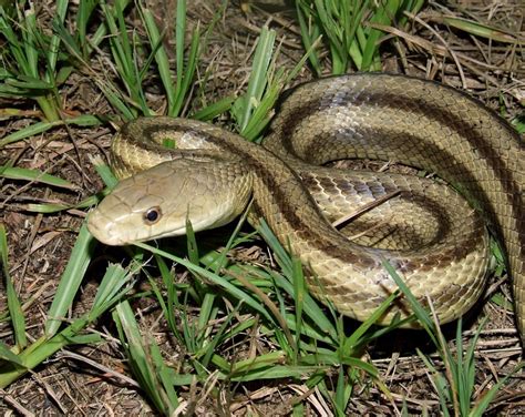 Eastern Rat Snake | Florida Backyard Snakes