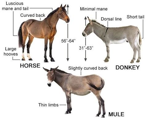 All About Mules