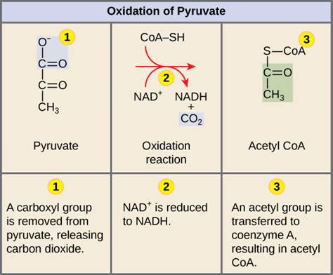 Nadh Molecule