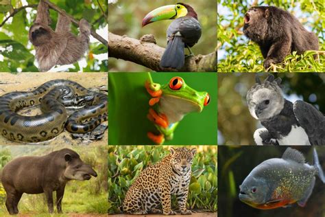 Rainforest Animals List With Pictures & Facts, Free Printable Worksheet