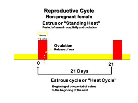 Detection of Estrus - The Livestock Conservancy