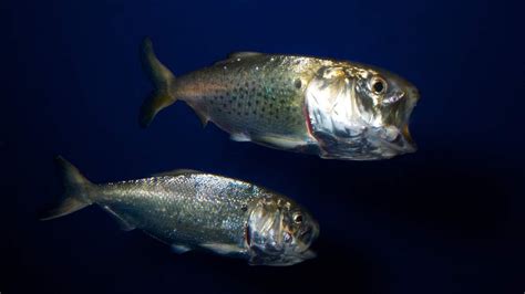 Advancing Ecological Reference Points for Menhaden Using An Ecosystem ...