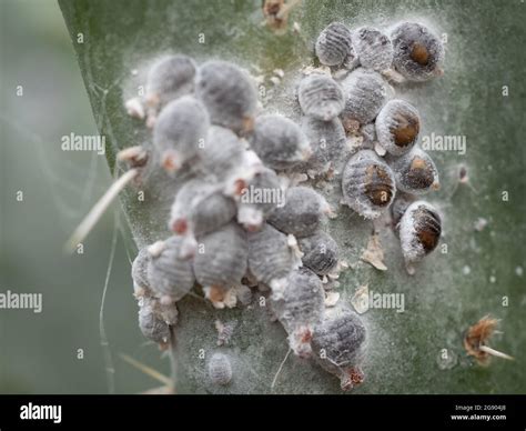 Cochineal louse or cochineal (Dactylopius coccus) on a cactus lea Stock ...