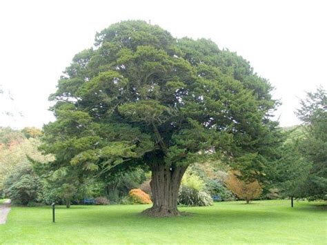 a large tree in the middle of a park