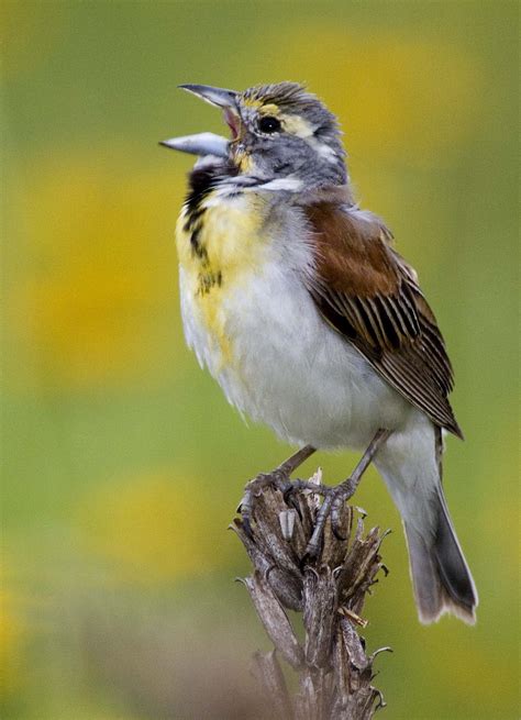 Dickcissel | Passerine | Bird Watching