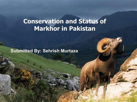 Markhor conservation and status in pakistan | PPT