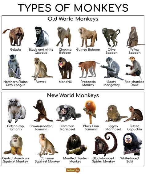 Monkeys ar classified within the phylum, subphylum Vertebrata, Mammalia ...