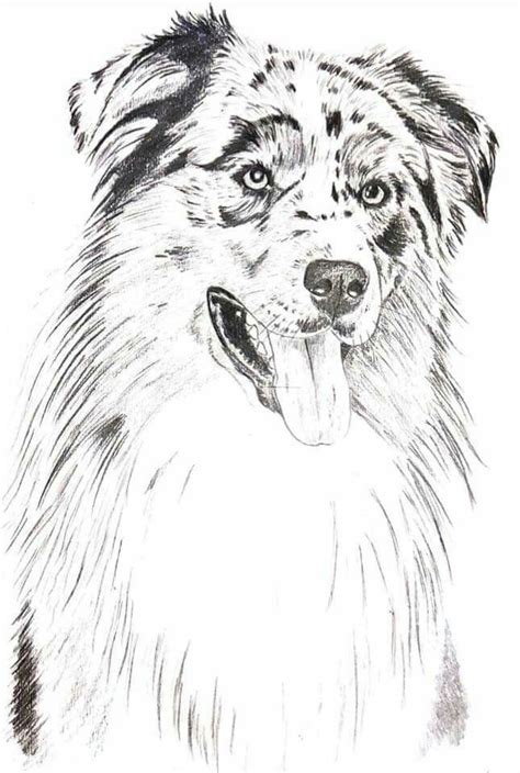 , #HALLOWENdibujos | Dog paintings, Australian shepherd dogs, Dog sketch