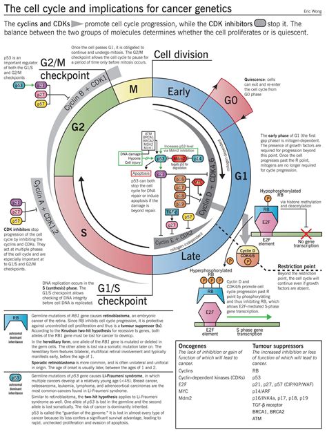 cell cycle checkpoints - Pesquisa Google Biology Resources, Biology ...