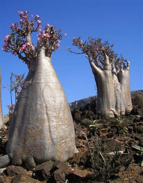 Socotra, Yemen | Unique trees, Weird trees, Socotra