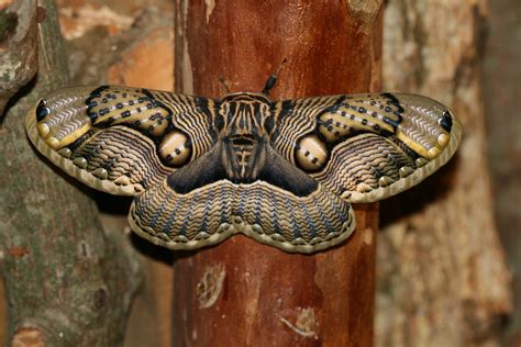 Brahmaea wallichii insulata (Brahmeid Moth) | Brahmeid Moth … | Flickr