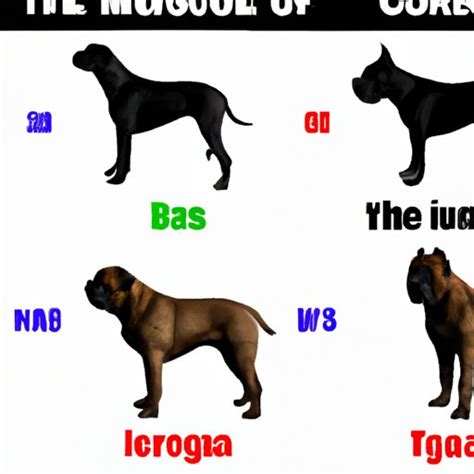 How Big Does a Cane Corso Get? Understanding Size Variations and ...