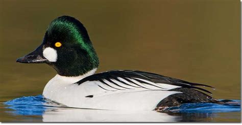 Male Common Goldeneye | Goldeneye duck, Duck pictures, Duck identification