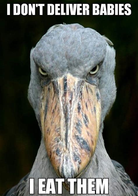 Pin on Shoebill