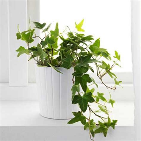 Buy English Ivy Online at Plants Universe | Best Plants at Lowest Price ...