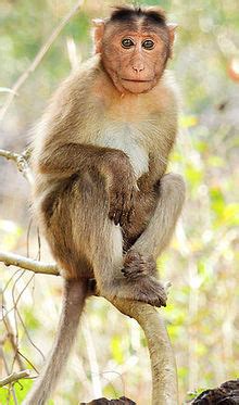 Macaque - Wikipedia