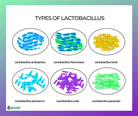 17 TYPES OF GOOD BACTERIA - The List of Most Beneficial Species of ...