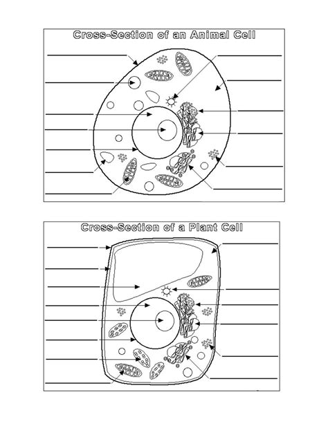 Diagram Of A Cell Worksheet