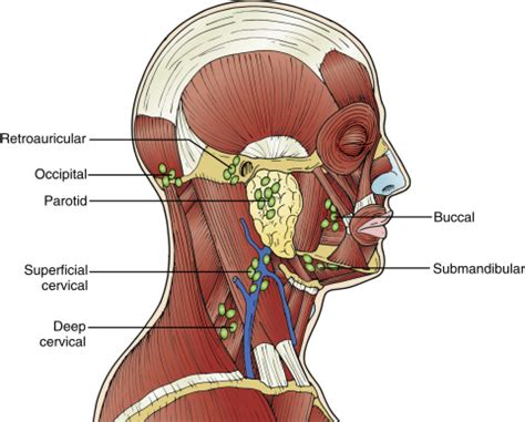 Lymph Nodes | Radiology Key