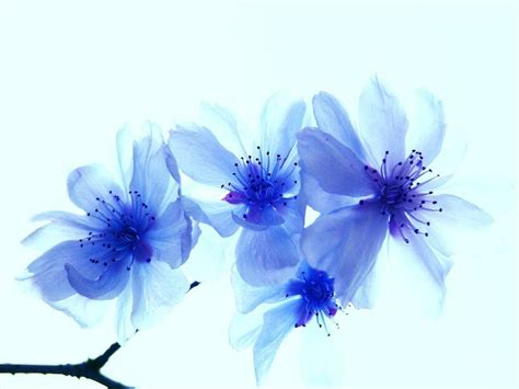 Blue flowers | Blue flower wallpaper, Cherry tattoos, Blue flowers