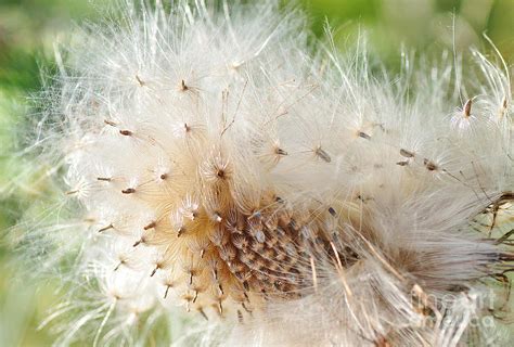 Milk Thistle Seeds Photograph by Kaye Menner