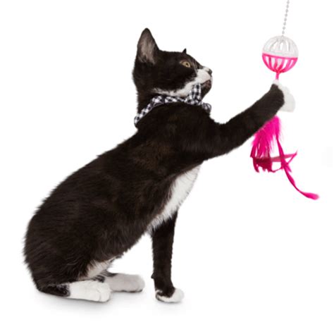 Petsmart Interactive Cat Toys | Wow Blog