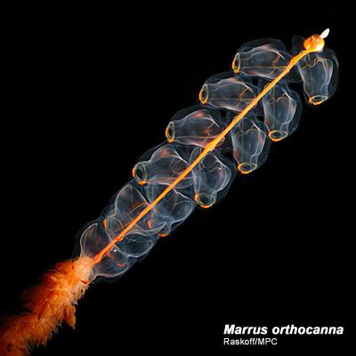 Marrus orthocanna, Arctic Ocean biodiversity