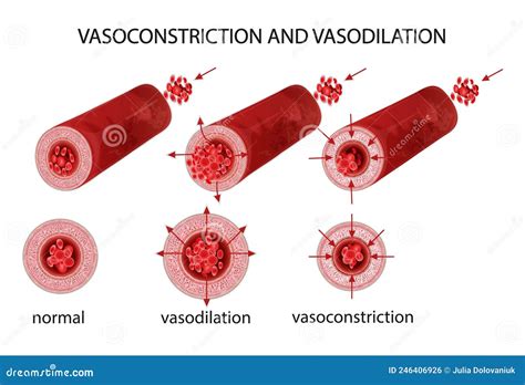 Vasodilation And Vasoconstriction. Comparison Of Blood Vessels Royalty ...