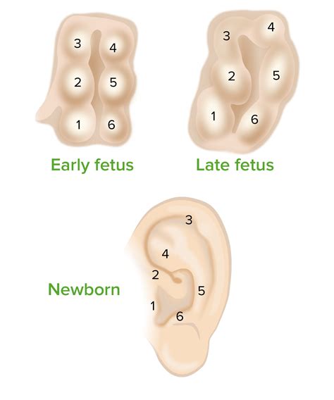 Ear: Anatomy | Concise Medical Knowledge