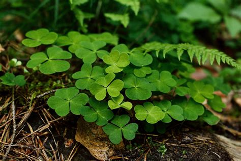 Getting rid of clover in your lawn | Horsham Instant Turf