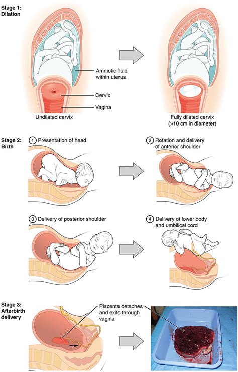 Childbirth | Developmental Psychology