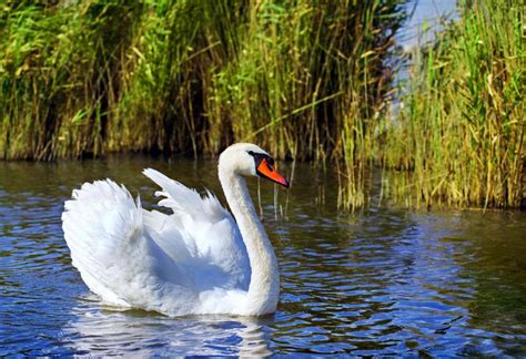 What is a Swan? (with pictures)