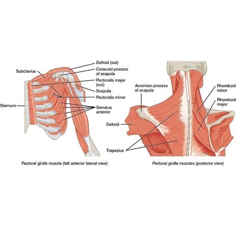 Muscles that position that pectoral girdle (diagram) | Radiology Case ...