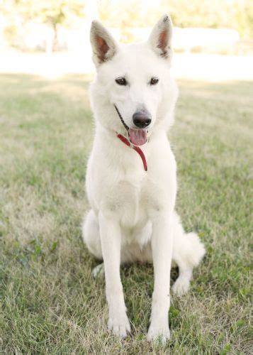 White German Shepherd Mix | White german shepherd, German shepherd ...