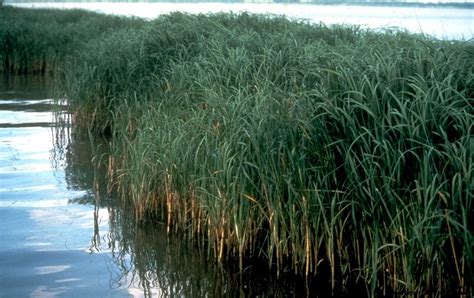 Salt Marsh Plants | Wallpapers Gallery