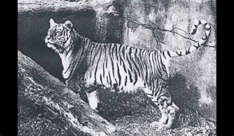 Bali tiger Extinct in 1937. This kind of tiger was native to the island ...