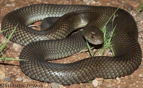 Mulga Snake (Pseudechis australis) | A mulga snake, also kno… | Flickr