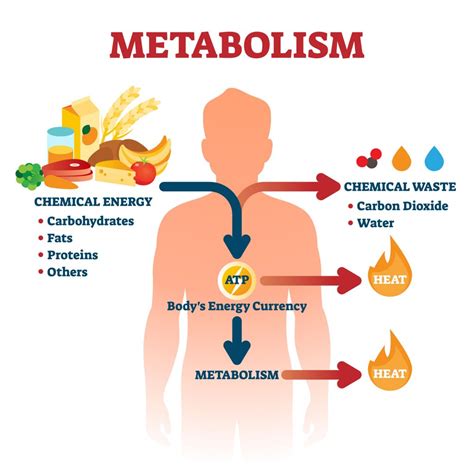 7a4 Metabolism – HumanBio