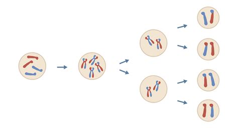 IGCSE Biology 2017: 3.32: Know that in Human Cells the Diploid Number ...