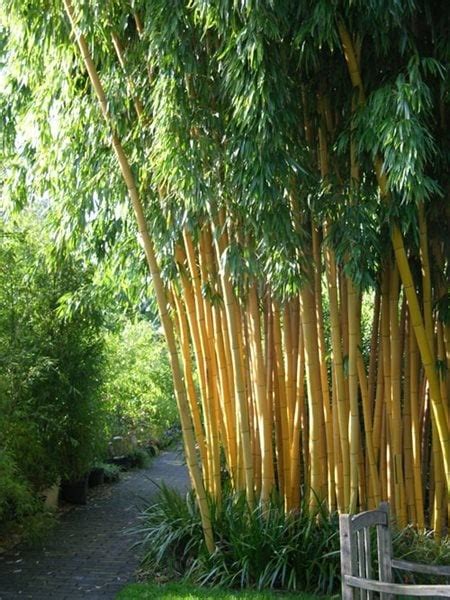 Designing with Bamboo - Gallery | Garden Design