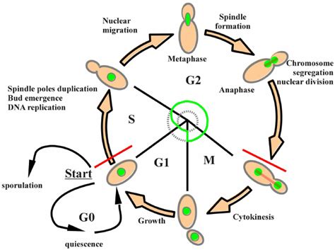 Yeast Cell Life Cycle