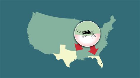 Malaria cases in Florida and Texas prompt CDC warning: What to know