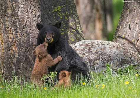 Wildlife Photography Guide to Yellowstone National Park - Nature TTL