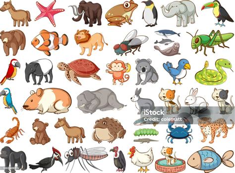 Large Set Of Wildlife With Many Types Of Animals Land And Sea Stock ...