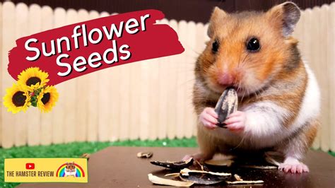 Hamster Eating Sunflower Seeds: The Hamster Review 🐹 (Animal ASMR ...