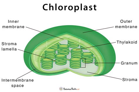 Chloroplast - Definition, Structure, Functions with Diagram