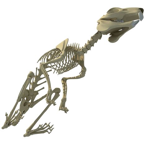 Rabbit Skeleton 3D Model $49 - .3dm .3ds .c4d .lwo .max .ma .obj .xsi ...