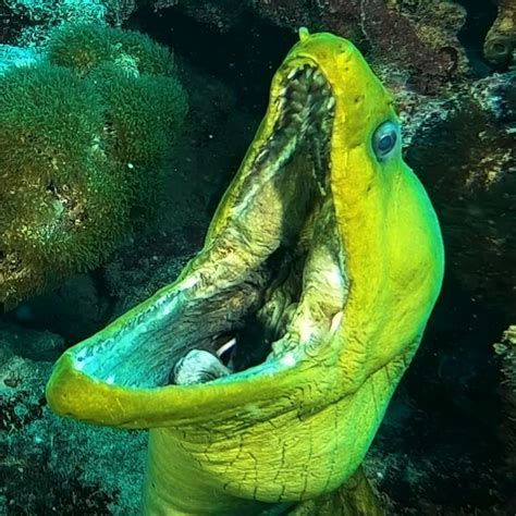 Moray Eel Bite / Moray eel bite victim rescued off coast of Venice ...