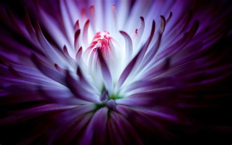 Purple Flowers 4k Wallpapers - Wallpaper Cave