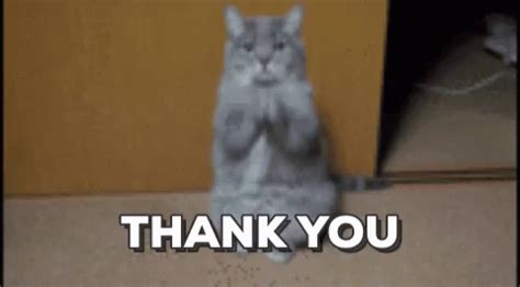 Thank You Cat GIF - Thank You Thank Cat - Discover & Share GIFs